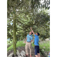 Cách phục hồi sầu riêng xanh tốt sau 2 tuần