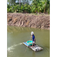 Nhơn Mỹ: Cá tra bột khỏe sau khi thả 6 triệu con Nhơn Mỹ: Cá tra bột khỏe sau khi thả 6 triệu con