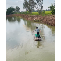 Nhơn Mỹ: Ao cá anh Nghĩa cải thiện tích cực sau xử lý  