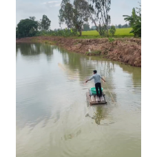 Nhơn Mỹ: Ao cá anh Nghĩa cải thiện tích cực sau xử lý  