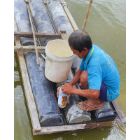 Ao cá tra 18 ngày xuất hiện dấu hiệu đỏ mình, xử lý ra sao? Ao cá tra 18 ngày xuất hiện dấu hiệu đỏ mình, xử lý ra sao?