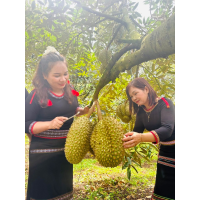 Lễ hội sầu riêng giúp đại ngàn thức giấc, kết nối vươn xa Lễ hội sầu riêng giúp đại ngàn thức giấc, kết nối vươn xa