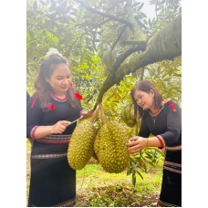 Lễ hội sầu riêng giúp đại ngàn thức giấc, kết nối vươn xa
