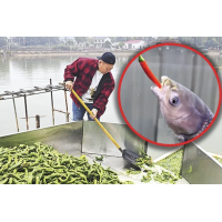 Thực hư chuyện nuôi cá bằng 5 tấn ớt mỗi ngày tại Trung Quốc Thực hư chuyện nuôi cá bằng 5 tấn ớt mỗi ngày tại Trung Quốc