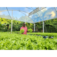 Thủy canh Grenada giúp tăng 160% năng suất