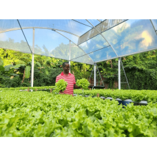 Thủy canh Grenada giúp tăng 160% năng suất