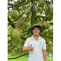 Bí quyết phục hồi sầu riêng sau thu hoạch bằng vi sinh Bí quyết phục hồi sầu riêng sau thu hoạch bằng vi sinh