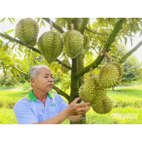 Sầu riêng miền Tây rớt giá sâu do áp lực cạnh tranh.